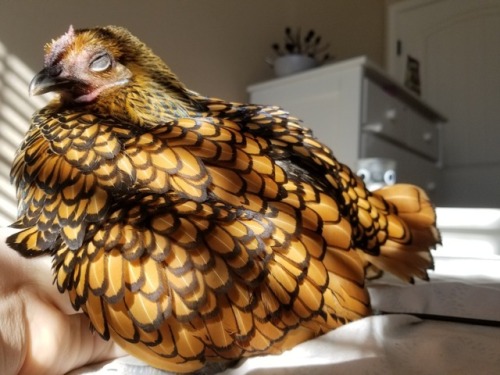 chickenkeeping:  comfy