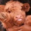 xx-cowmeat-xx