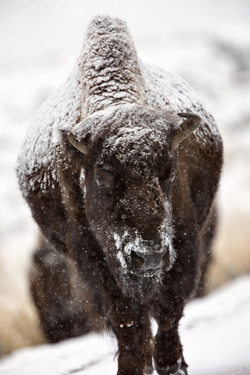 sublim-ature:  Bison, Yellowstone, Wyoming by Mark Duffy 
