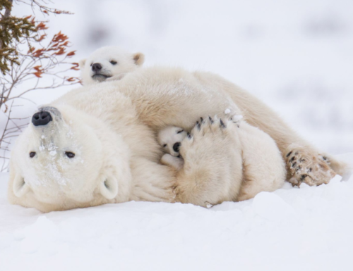 energy:Snowy snuggles. Wapusk National Park, - 30F. Polar bear mother with newborn cubs out of the birth den and on the way to Hudson Bay.