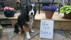 Cute-Overload:  A Grumpy Old Man’s Birthday.http://Cute-Overload.tumblr.com  Bless