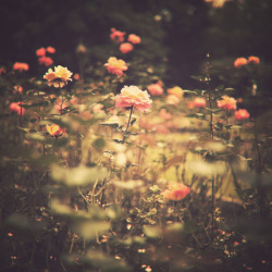 floralls:    by AC Photography   I