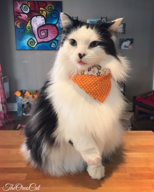 theoreocat: If you love Caturdays, raise your paw!