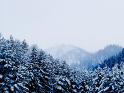 brutalgeneration:  Forest on Slopes (by mark&amp;lena)