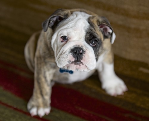 reuben the bulldog breeder