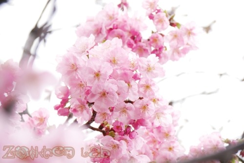 2019, Tokyo, cherry blossoms, a beautiful spring came.zoikhem.belove.jp/