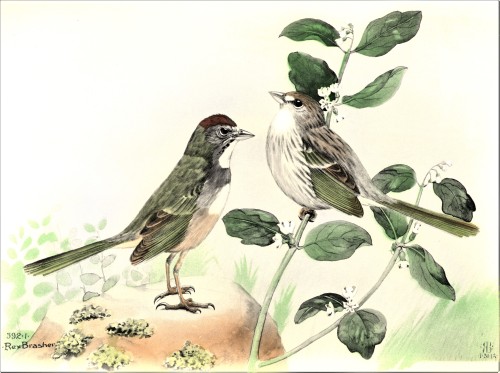 A Towhee FeathursdayThis week we present a few of those long-tailed sparrows, the Towhees!! These li