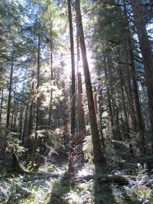 deanschlichting:Sun and Trees, WIllamette National Forest, Oregon USA