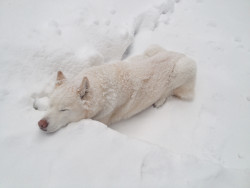 awwww-cute:  As a Siberian Husky in Southern California, he doesn’t see snow much. We just took him for the first time 