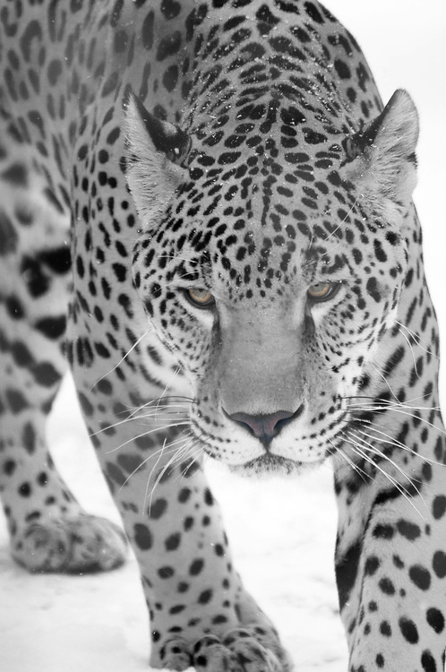totallytransparent:  Semi Transparent Leopard (fur matches colour of your blog)Made by Totally Transparent