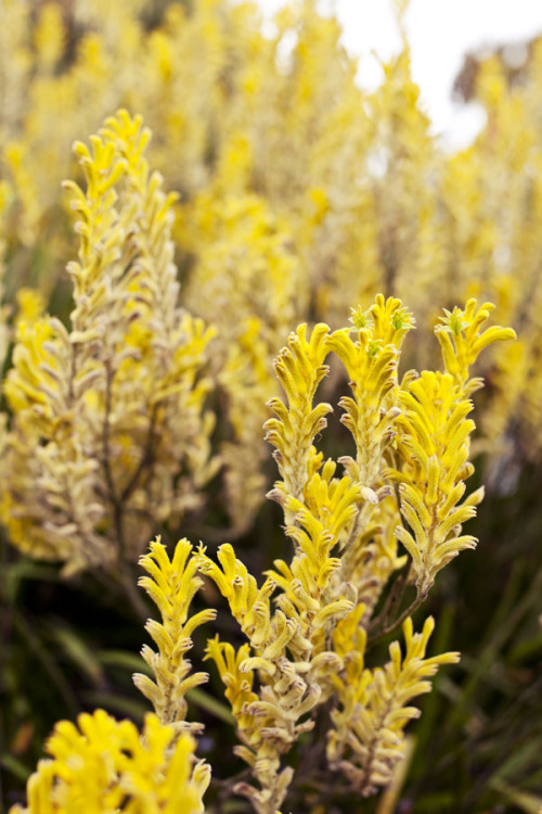 Brilliant colour, kangaroo paws.Photography by Melissa Hill