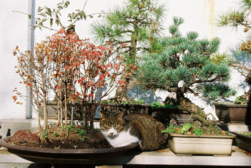 ileftmyheartintokyo:  BONSAI CAT by nekojimakeibu on Flickr.