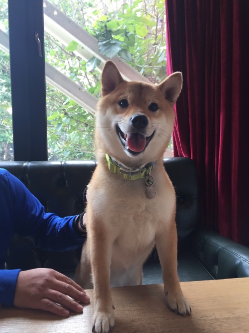 Brunch with doge