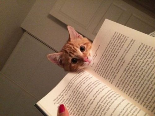 Porn Pics trasemc:  cats and books!! i love it!