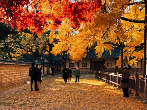 rjkoehler:Beautiful ginkgo trees at historic Sungkyunkwan University.