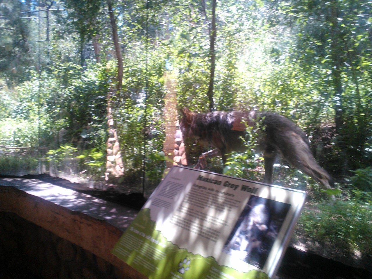 I actually got to see the Mexican Grey Wolves at the zoo today! They were so beautiful.