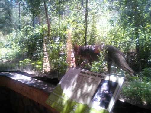 I actually got to see the Mexican Grey Wolves at the zoo today! They were so beautiful. The male lion in that photo tried to mate with the female, woke her up, and pissed her off. She snarled at him and sent him packing lol