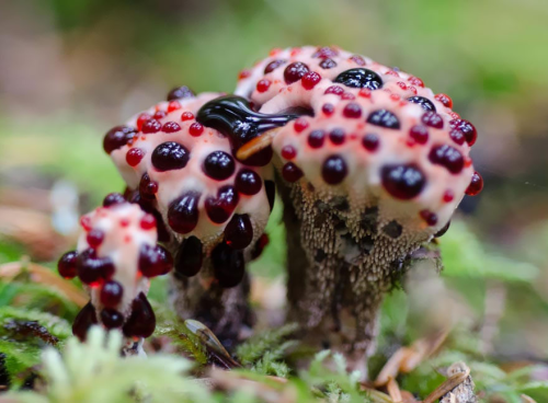 all-thats-interesting:Fascinating FungiMushrooms are lovely. Lovely to eat, lovely to look at, and t