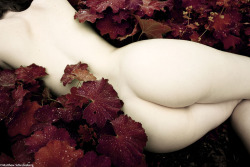 offalicious:  Garden Cream 2 by Mfenberg