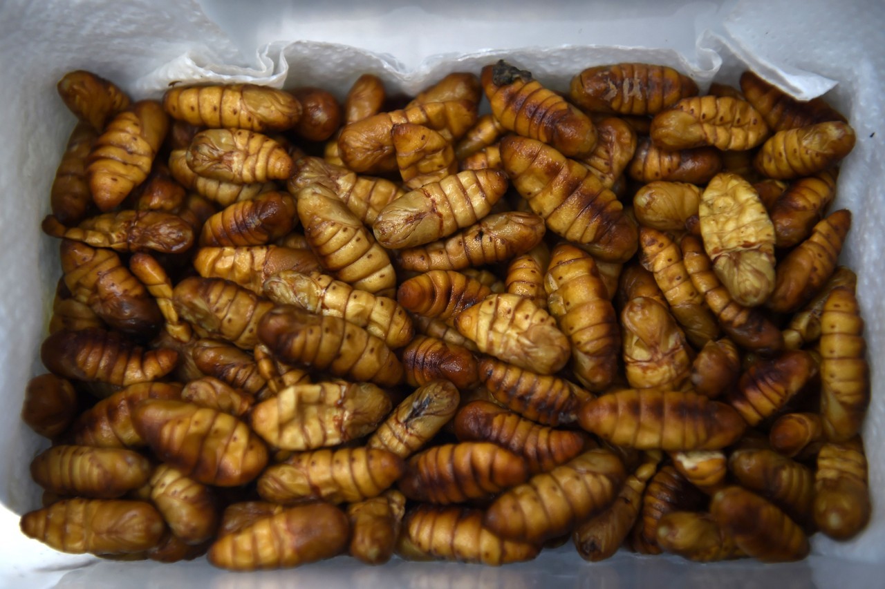 BICHOS GOURMET. Cocina con insectos en el restaurante Insects in the Backyard, que ofrece un menú completo a base de ellos. En Tailandia los insectos eran considerados un “plato de pobre” que se comía en el campo pero poco a poco se están abriendo...