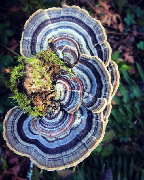 I found what is quite possibly the most beautiful turkey tail mushroom I’ve ever seen. #mushro