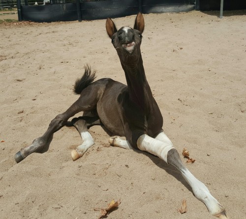 muscle-horse-appreciation:He was having fun playing with a leaf, but then had to be a camel baby abo