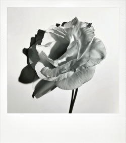 vervediary:Flower by Chris Colls.