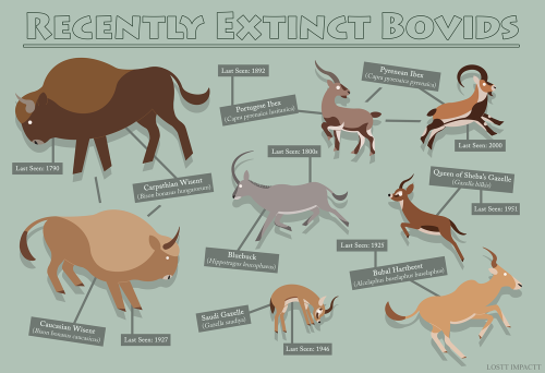 Bovidae (Antelopes, Cattle, and Goat-Antelopes)*not every single recognized species and subspecies i