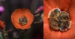 speeding54: Bees sleeping in Flowers Wildlife