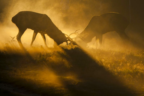 nubbsgalore:the autumn rut in england’s richmond park, photographed by dan kitwood