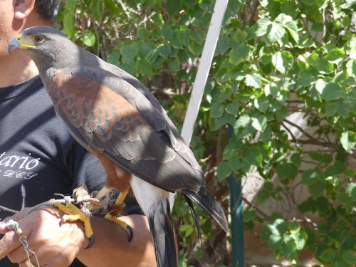 The person holding the bird told us many things, presumably about it. I do not know, as I am monolin