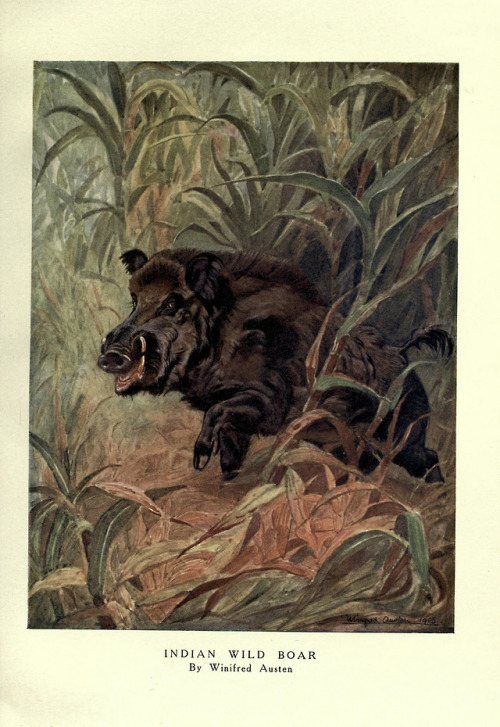 emerald-of-the-eight:An illustration of an Indian boar [Sus scrofa cristatus] published in 1909 for 