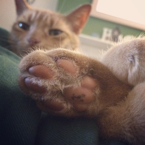 foxywinchesters:  A few small marks and you can turn your cats cute little toe beans into a wee teddy bear.. modelled here by a very unimpressed Sushi! 😂