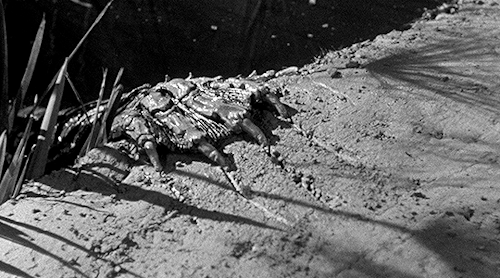 neillblomkamp:Creature from the Black Lagoon (1954) Directed by Jack Arnold