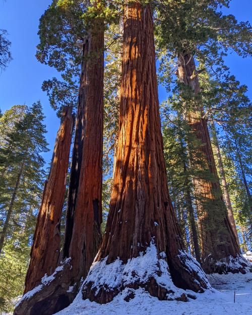 effingnatureporn:  Kings Canyon National