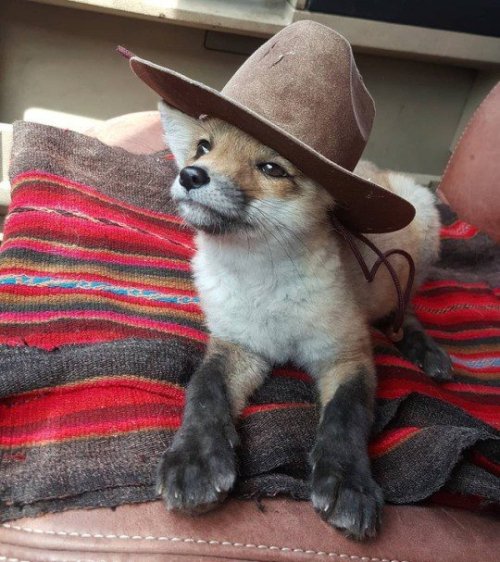 cutefunnybabyanimals: Fox with a hat! via /r/aww bit.ly/2QYRCnI