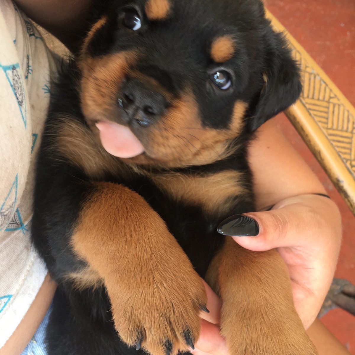 babyanimalgifs:  get yourself a dog that looks at you like this