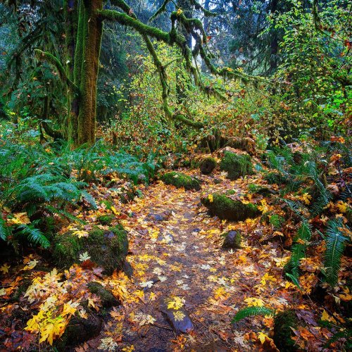 Rains soaked trail, full of color . . . . . . #fallcolors #fall #autumn #fallvibes #autumnvibes #nat