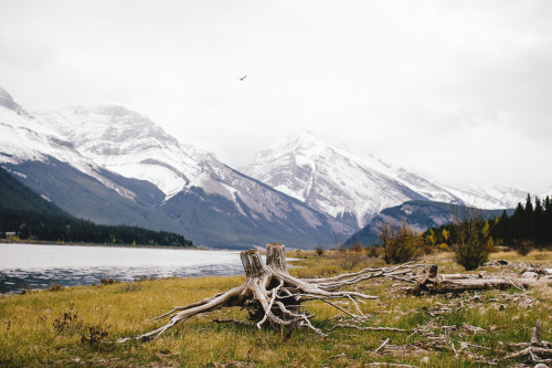 XXX k0asts:  chrisamat:  Kananaskis, AB  ~ photo