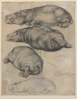 design-is-fine:  Paul Neuenborn, Hippopotamus,
