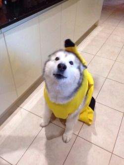 puppy95:  40514294s:  awwww-cute:  Here’s my friend’s dog in a banana costume  incognito  this is amazing 