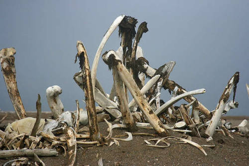 emerald-of-the-eight:A pile of bones from a bowhead whale, being fed upon by a camouflaged polar bea