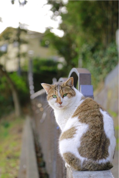 ねこ