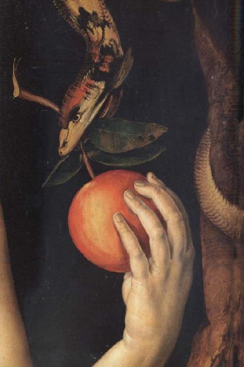 anagromorgana:  Albrecht Dürer.