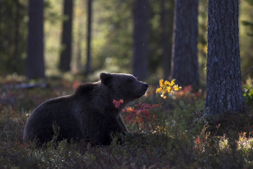 hyrulecore:[image description: a picture of a baby bear in a forest.]