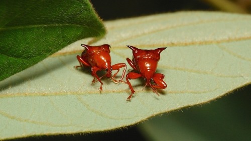 sinobug: Horned Leaf-rolling Weevils (Lamprolabus bihastatus, Attelabidae)  by Sinobug (itchydogimag