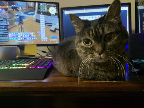 jholikesshinies:For those who saw the ((cat on keyboard)) mention at today’s ThaCo event, the Eowyn 