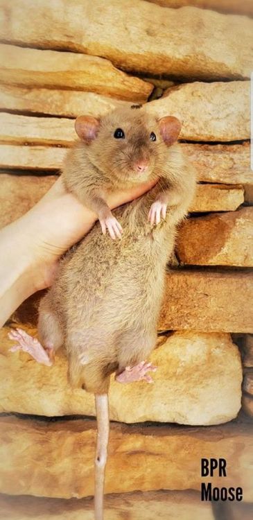 These are the parents of Rosie’s future ratties, Moose (the daddy) and Mazie (the mama). They’re fro