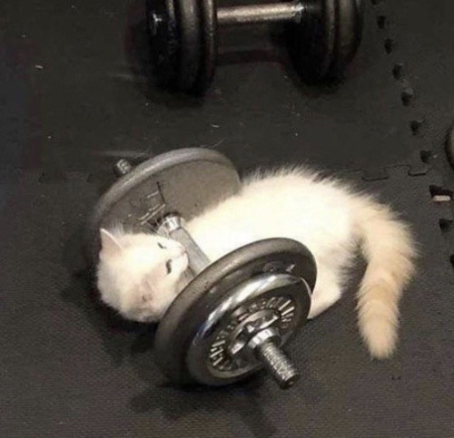 Straykids As Sports : Weight Lifting