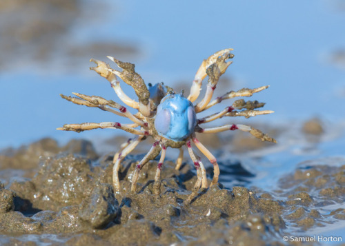 sitting-on-me-bum: Blue Soldier Crab - Mictyris longicarpusNudgee Wetlands, QueenslandPhotograp